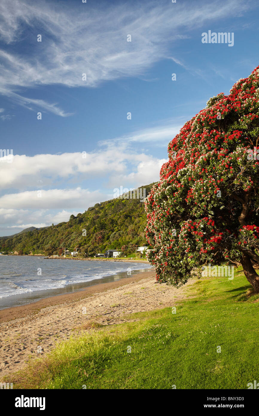 Pohutukawa Baum in Blüte, Thornton Bay, Thames Coast, Coromandel Halbinsel, Nordinsel, Neuseeland Stockfoto