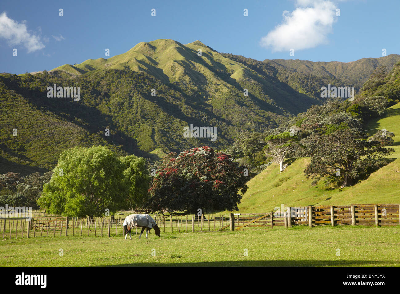 Pferd und Ackerland, Port Jackson Road, Coromandel Halbinsel, Nordinsel, Neuseeland Stockfoto