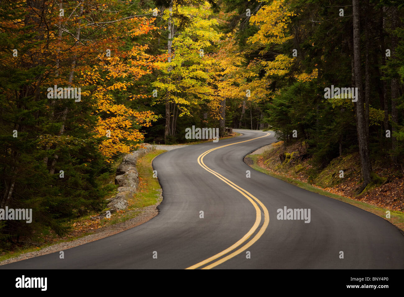 Kurvenreiche Straße, Park Loop Road, Acadia National Park, Maine, USA Stockfoto