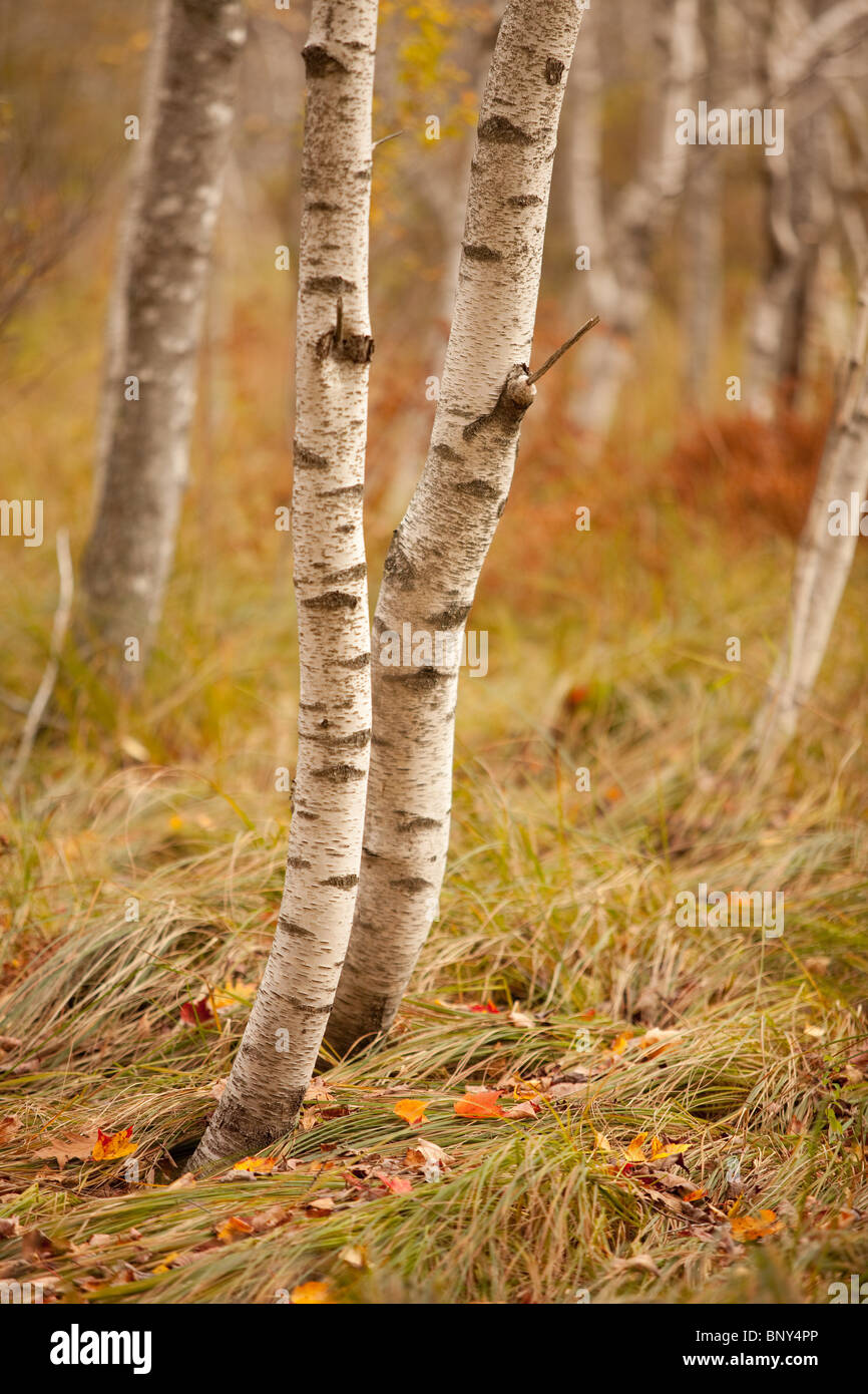 Papier Birkenstämmen, Sieur de Monts, Acadia National Park, Maine, USA Stockfoto