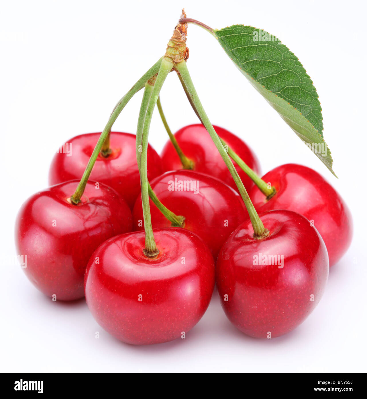 Gruppe von reifen Kirschen auf weißem Hintergrund. Stockfoto