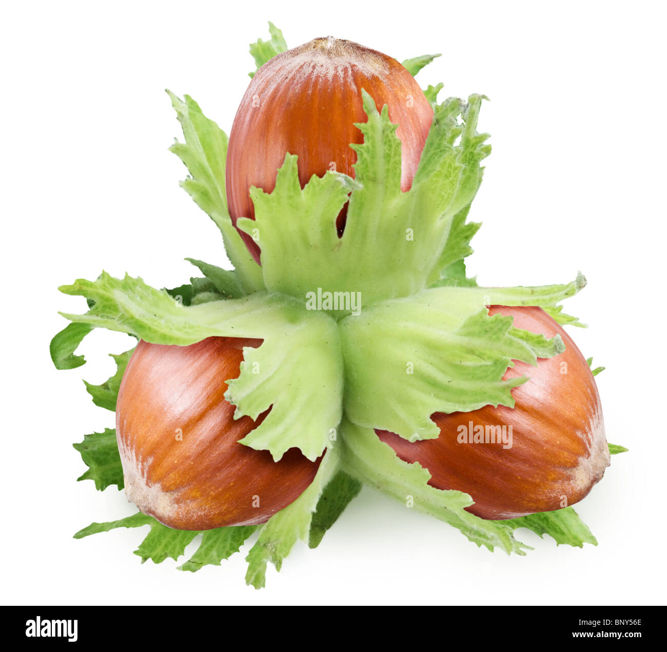 Haselnuss-Muttern über weiß Stockfoto