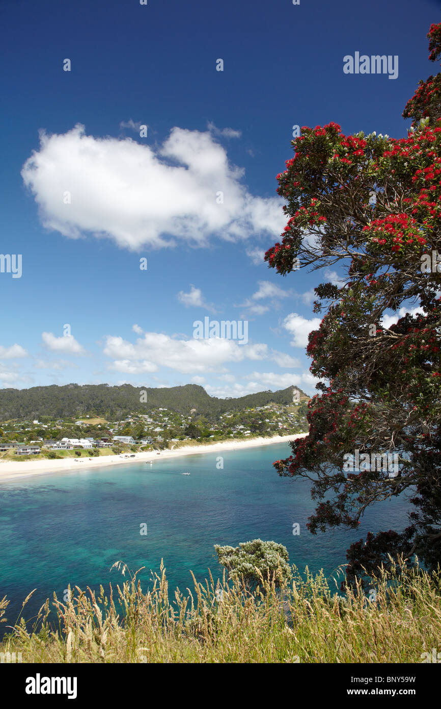 Pohutukawa Baum in voller Blüte und Hahei, Coromandel Halbinsel, Nordinsel, Neuseeland Stockfoto