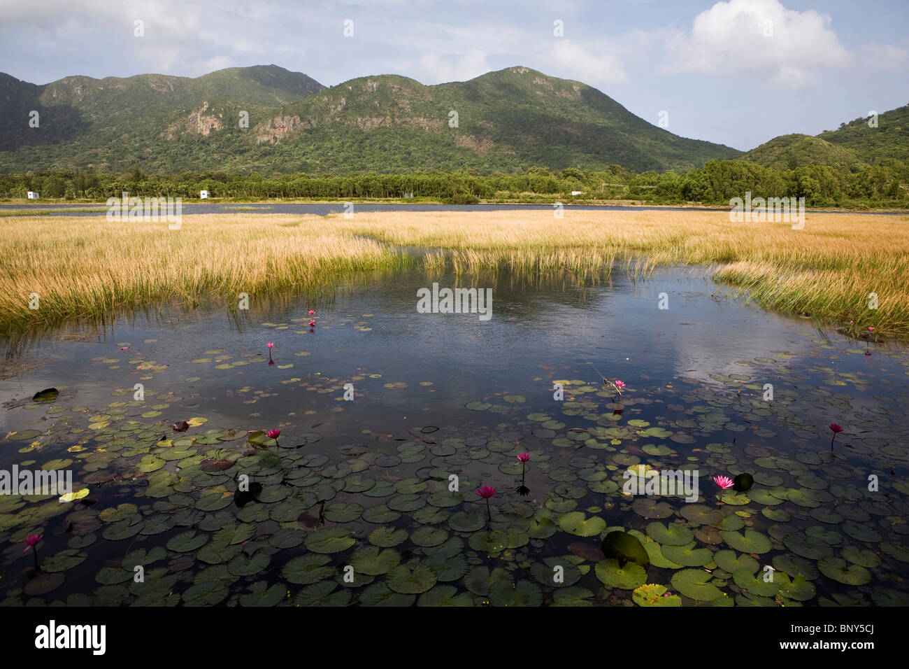 Seerosen auf der Oberfläche eines Sees, Con Son Island, Vietnam Stockfoto