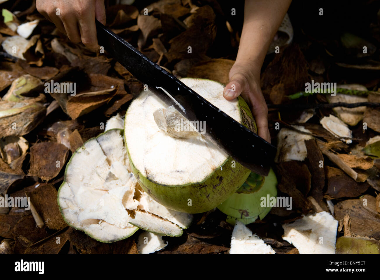 Öffnen einer Kokosnuss mit einer machete Stockfoto