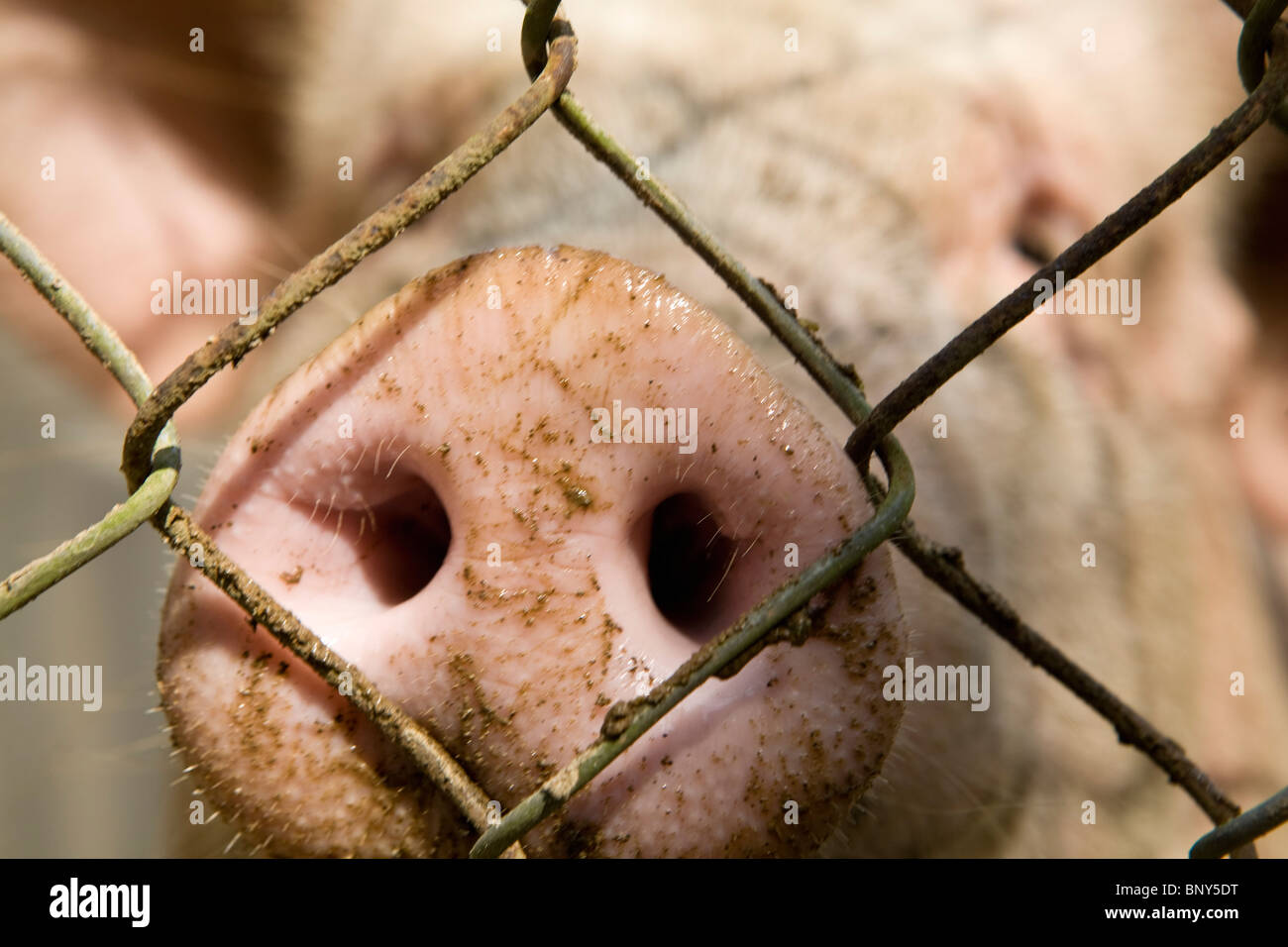 Bauernhof Schwein im Stift, close-up der Schnauze Stockfoto
