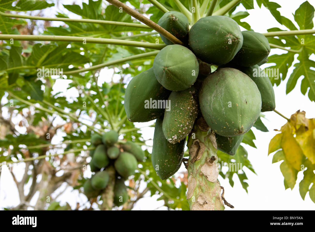 Papaya fruit carica papaya growing Stockfotos und bilder Kaufen Alamy