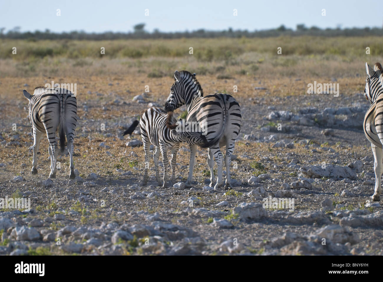 Burchell Zebra (Equus Burchelli) Zebra Mutter absetzen Fohlen - Zebra Fütterung Baby Zebra Spanferkel-Etosha Nationalpark, Namibia Stockfoto