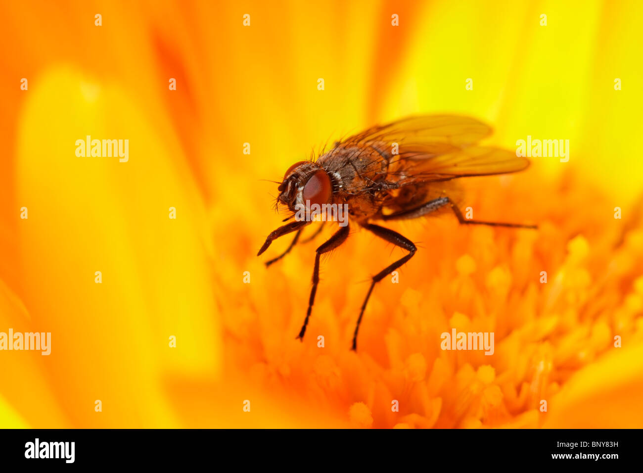 Fliegen Sie mit Ringelblume-Blume. Diptera. Stockfoto