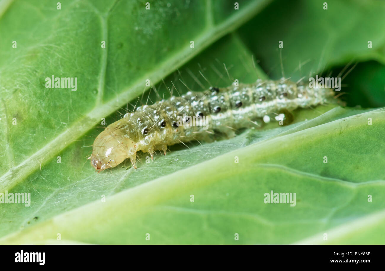 Raupe auf Kohlblatt. Stockfoto