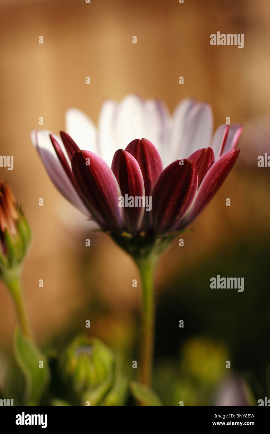 Eine kleine Blume mit geringer Tiefe fiel Stockfoto