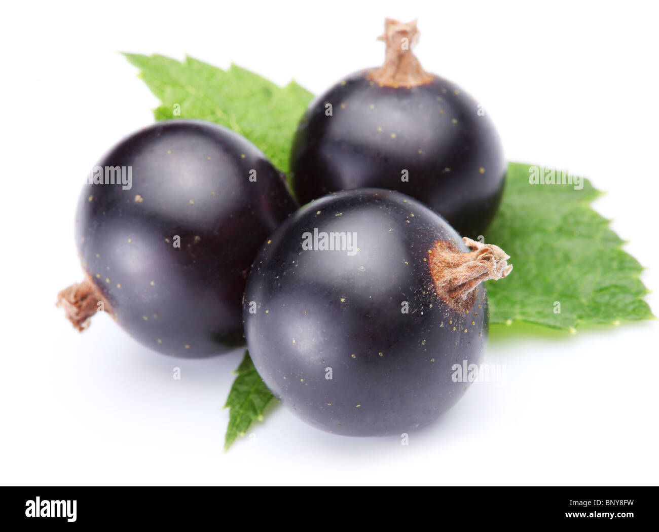 Drei schöne Reife Johannisbeeren Beeren mit Blättern in weiß. Stockfoto