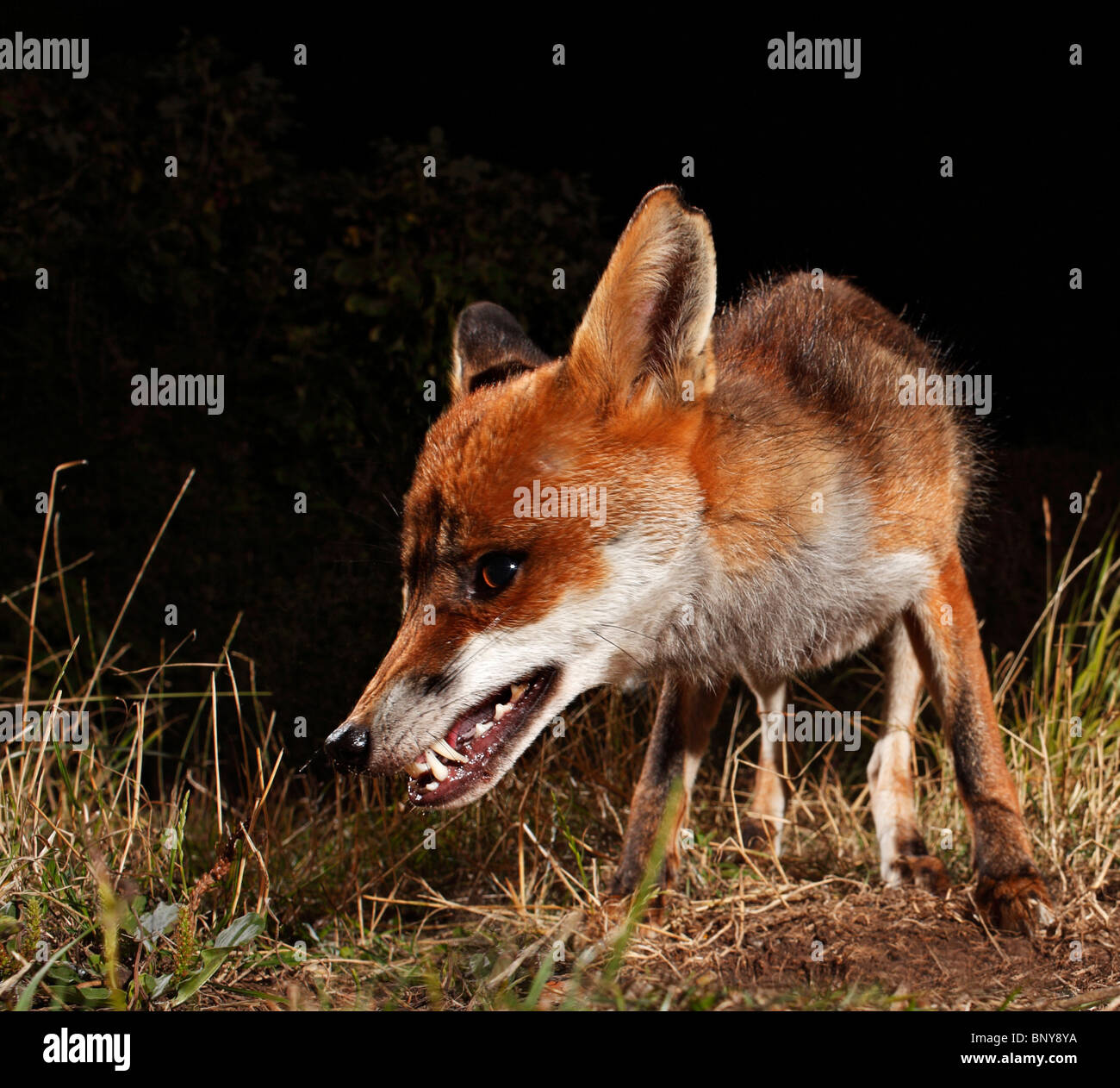 Angry red fox close up -Fotos und -Bildmaterial in hoher Auflösung – Alamy