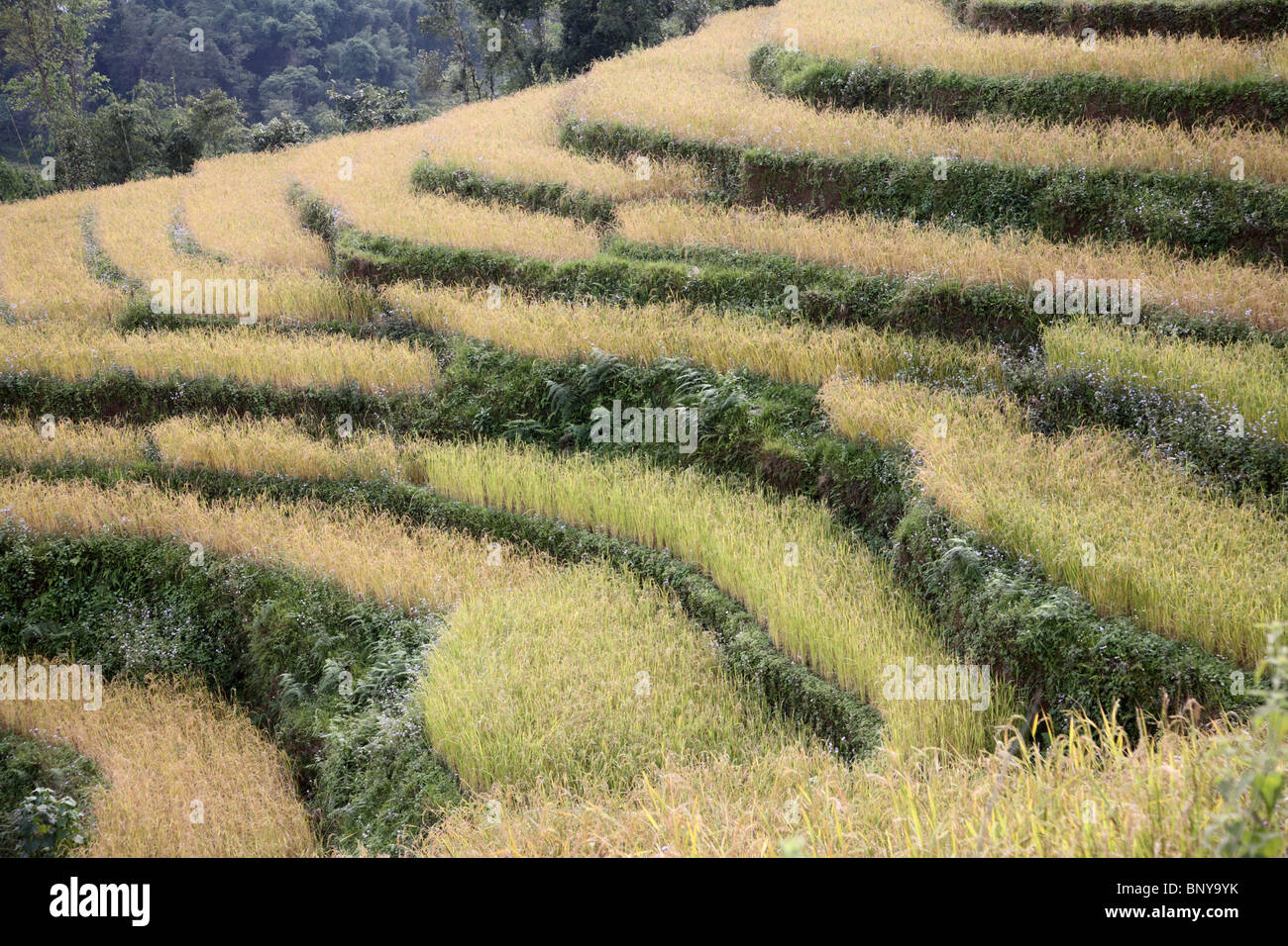 Ein Blick auf die terrassenförmig angelegten Reis Pflanzen in der Nähe von Gangtok in Sikkim, Nordindien. Stockfoto
