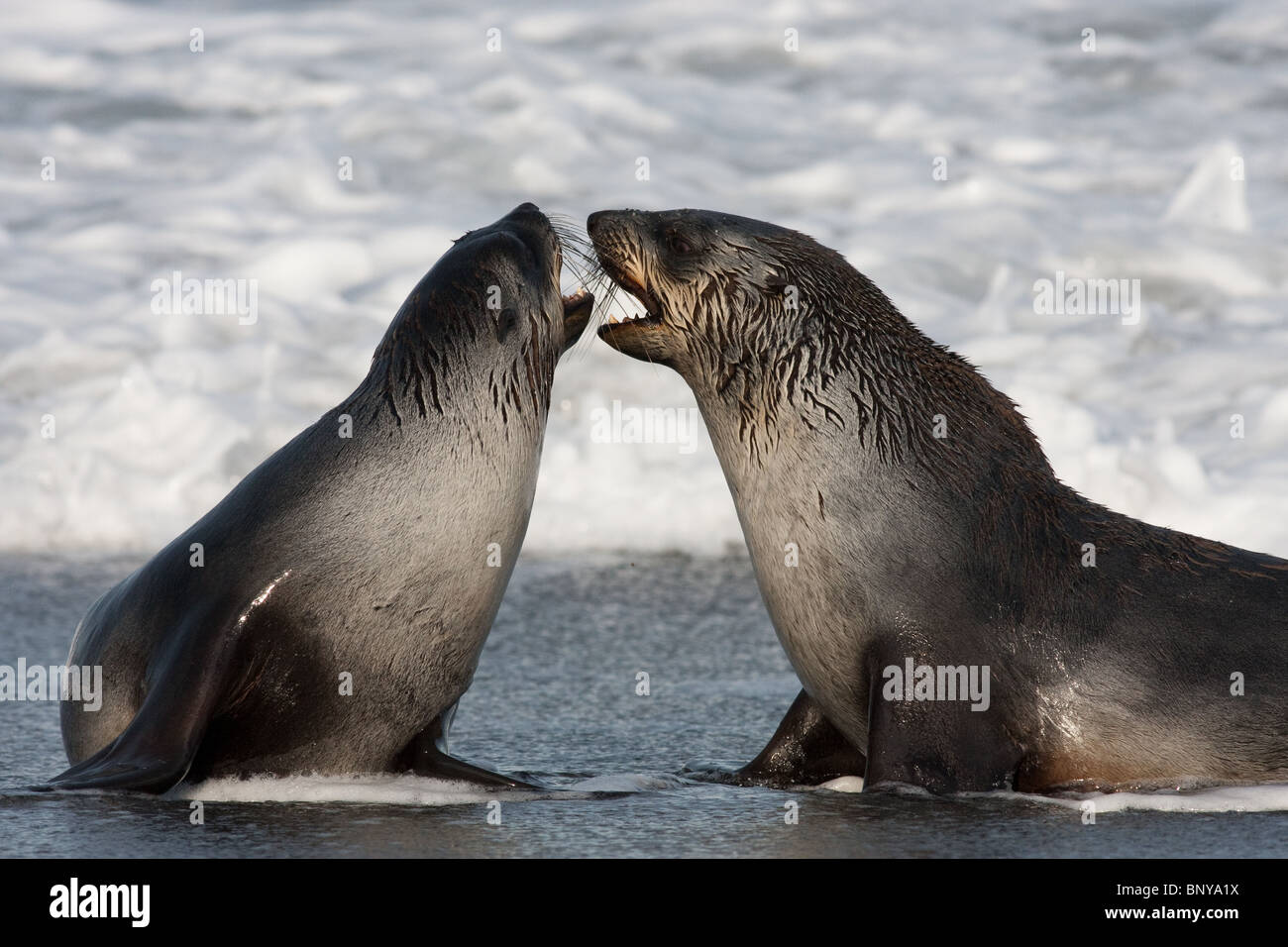 Ein paar junge Seebären (Arctocephalus Gazella) spielen in der Brandung am Strand auf der Insel Südgeorgien. Stockfoto