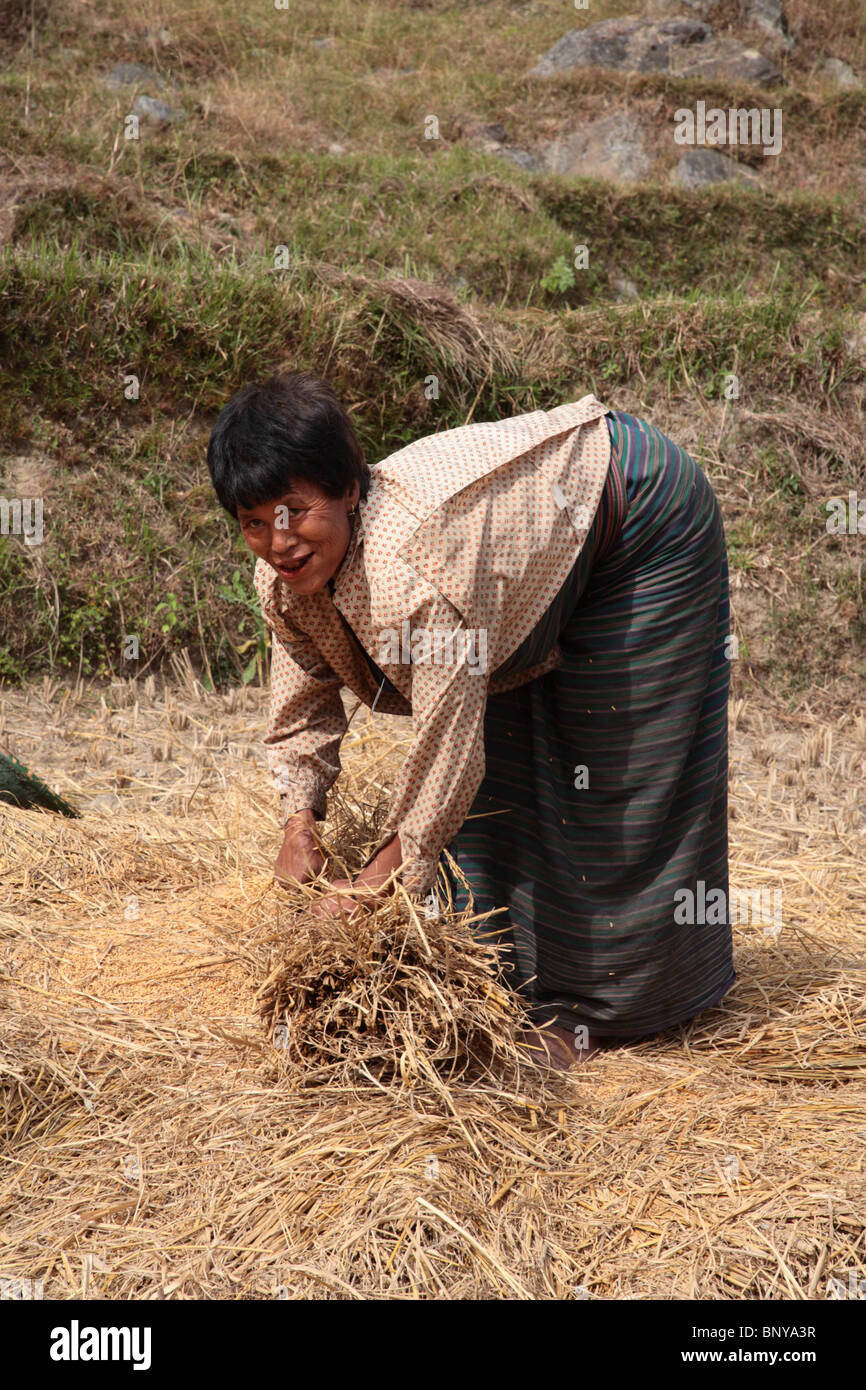 Eine Frau, die den Weizen in einem Feld in der Nähe von Wangdue, Bhutan worfeln. Stockfoto