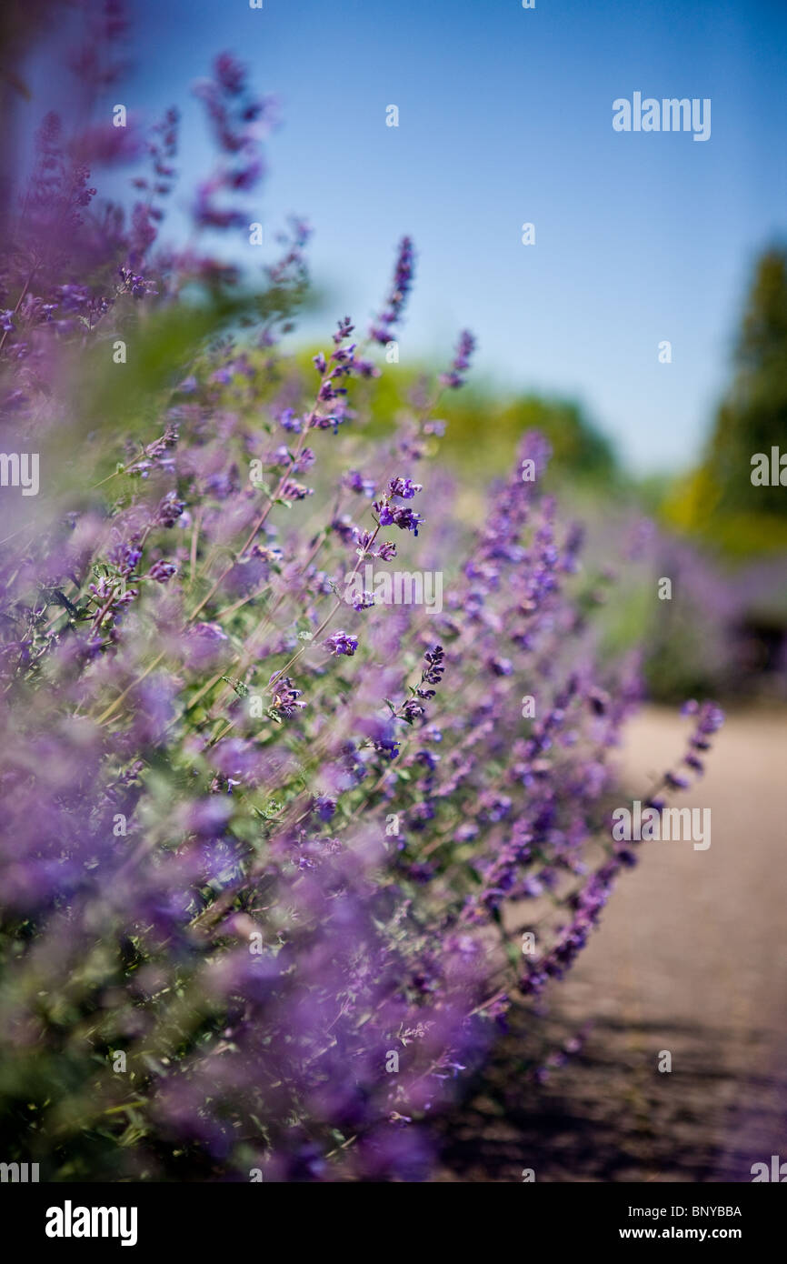 Lavendel Farbe Stockfotos und bilder Kaufen Alamy