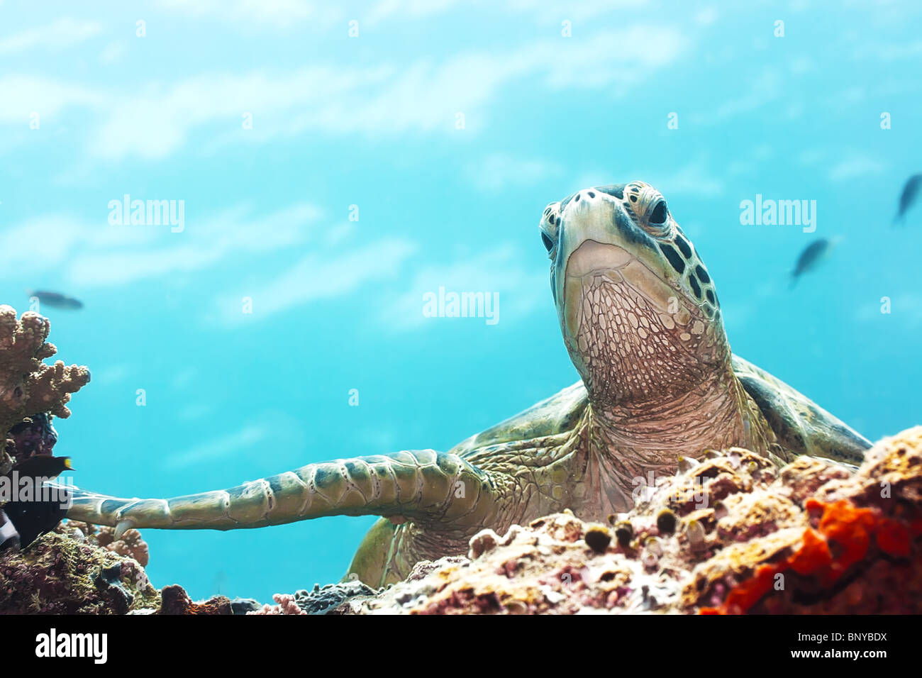 Grüne Schildkröte Unterwasser Nahaufnahme. Sipadan. Celebes-See Stockfoto