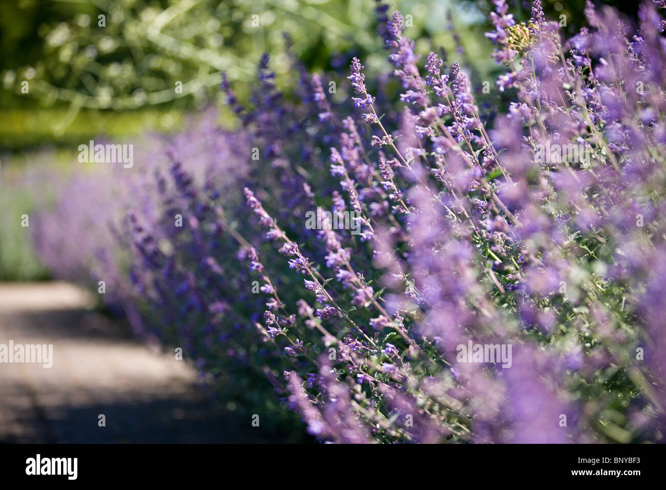 Lavendel blüht im Sommer Stockfoto