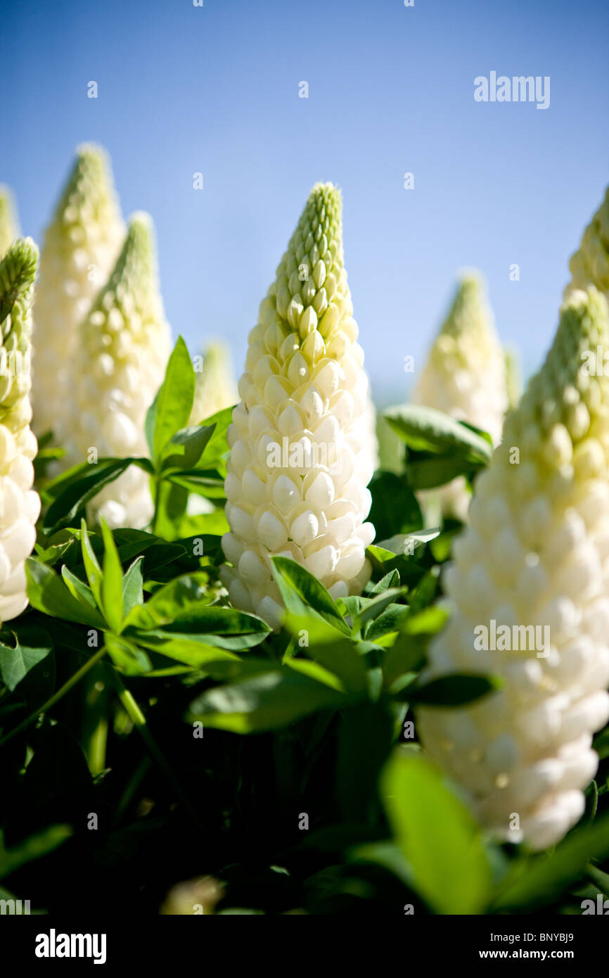 Weisse Lupinen Bluhen Im Sommer Polar Prinzessin Vielfalt