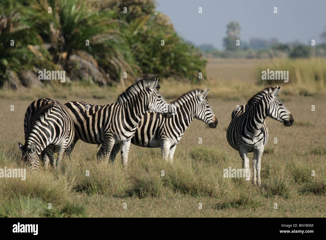 Ebenen Zebra in das Okavango Delta, Botswana. Stockfoto