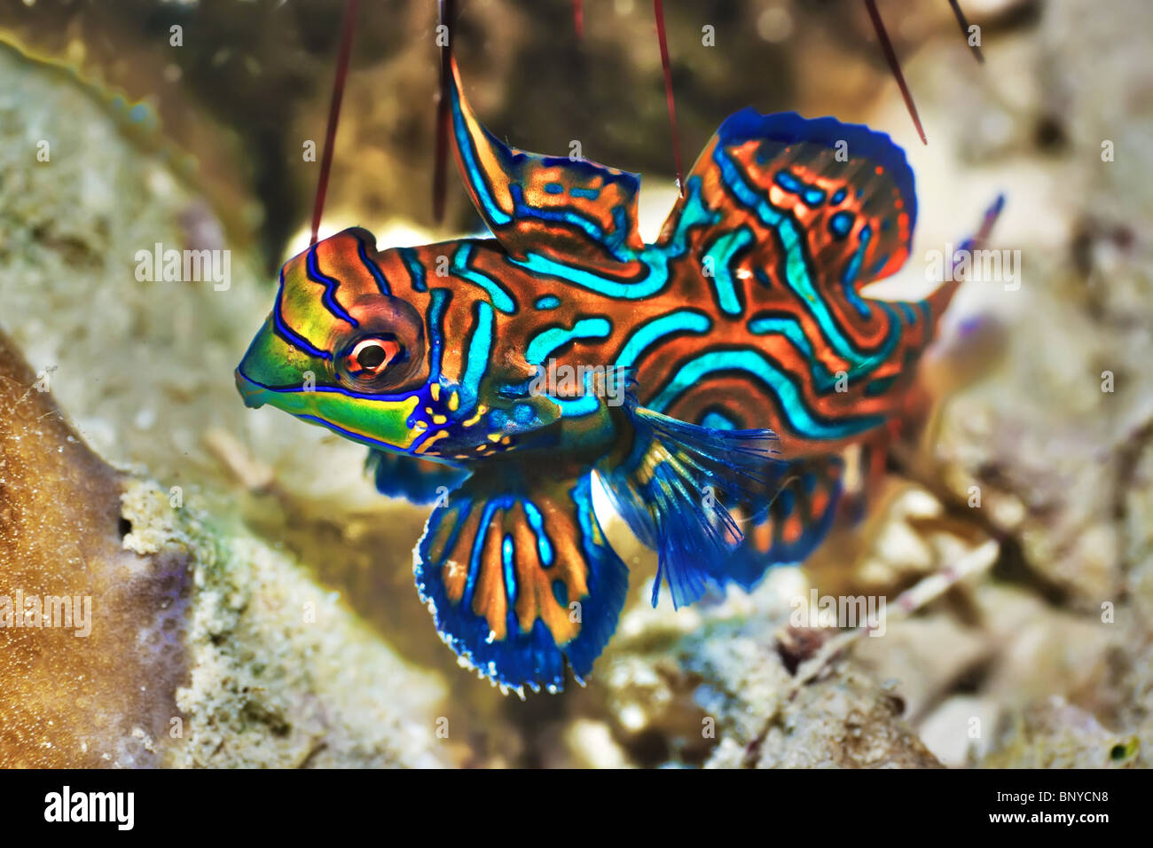 Kleine tropische Fische Mandarienenfische Nahaufnahme. Sipadan. Celebes-See Stockfoto