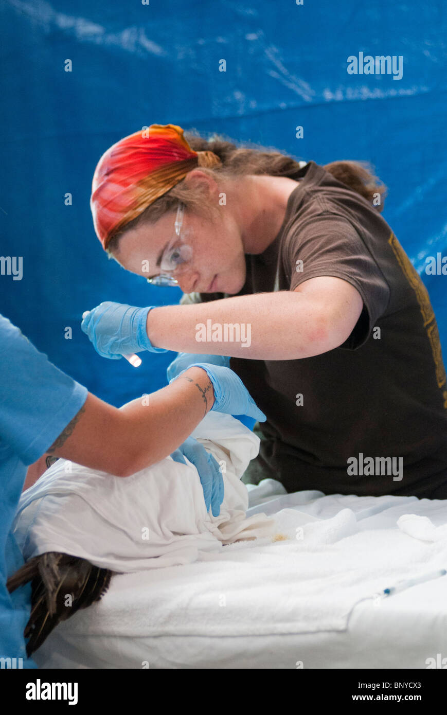 Geölt unreifen Basstölpel untersucht, um Gesundheit und Genesung Fortschritte festzustellen. Stockfoto