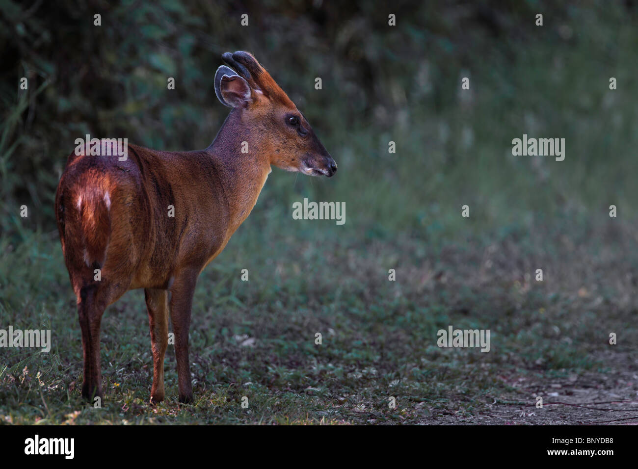 Ein Muntjak Reh in gefleckte Sonnenlicht Weiden Stockfoto