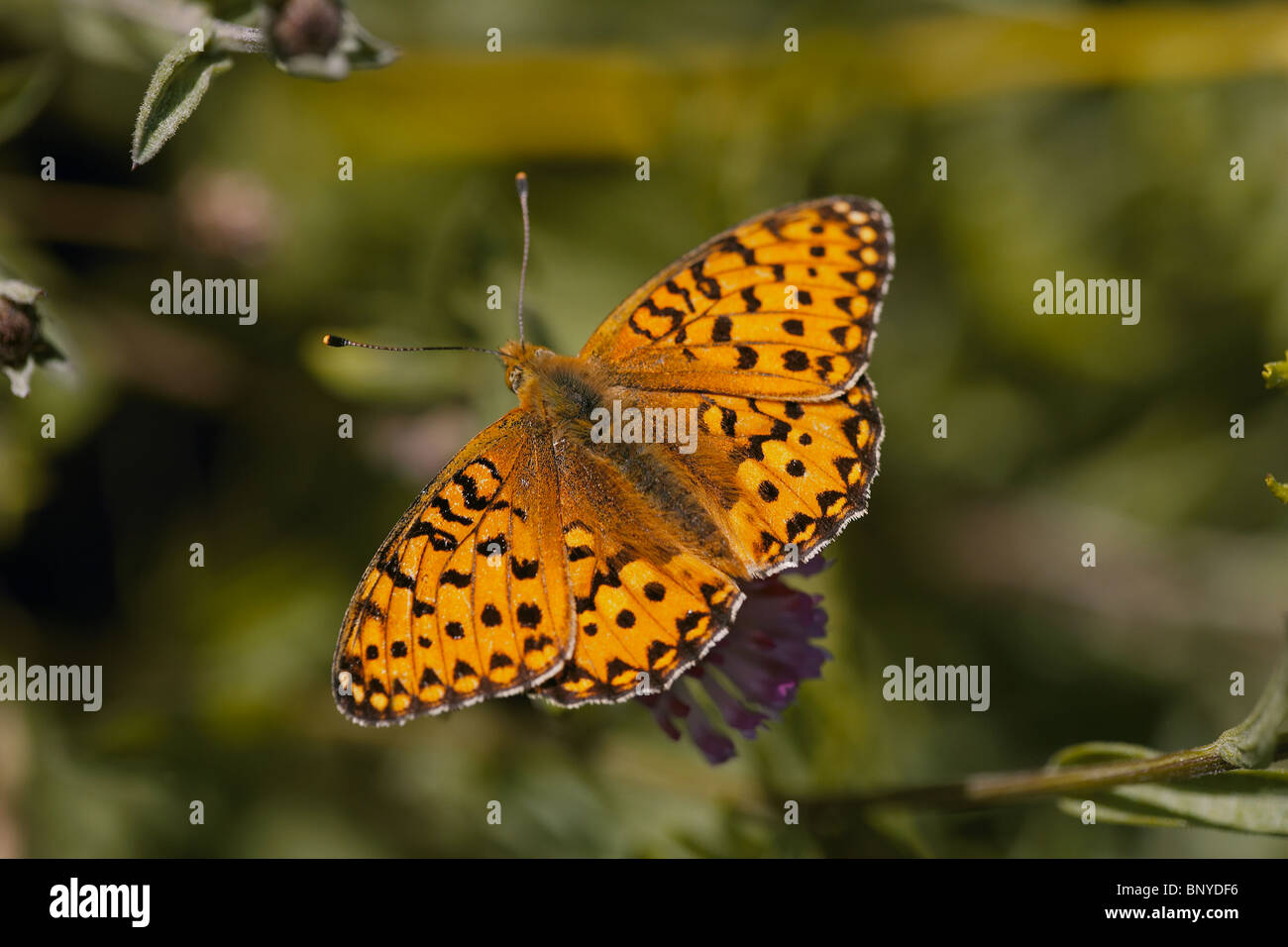 Dunkel grün Fritillary, Argynnis Aglaja Schmetterling Stockfoto