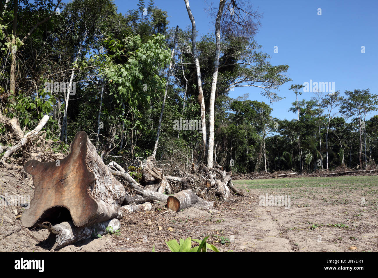 Entwaldung für die Siedlung in der Nähe von Rurrenabaque, Bolivien Stockfoto