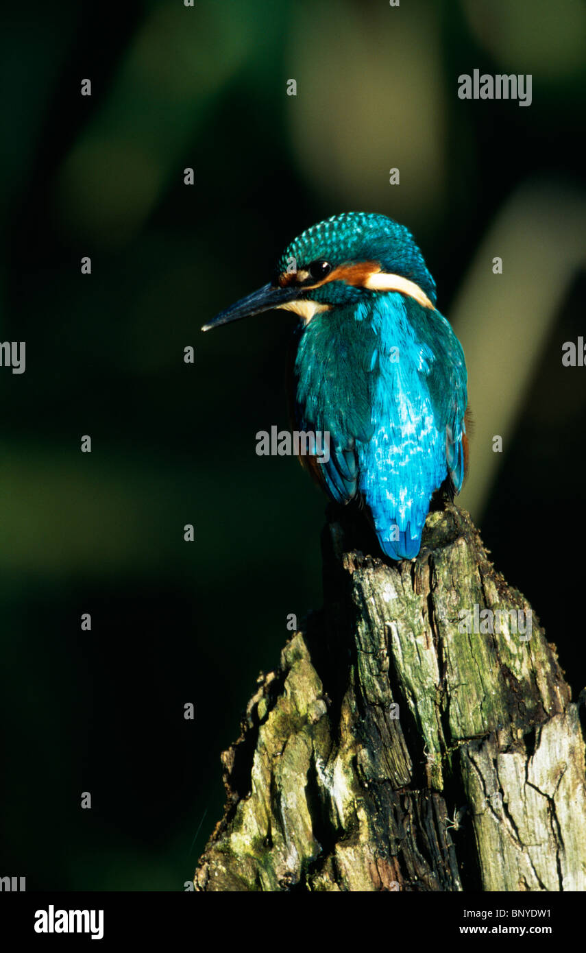 Kingfisher gehockt alten Baumstumpf Stockfoto