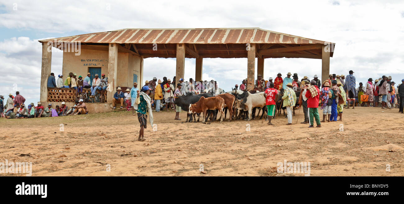Zebu Rinder Bullen evaluiert und verhandelte über, gekauft und verkauft in Ambalavao Zebu Markt, Haute Matsiatra, Madagaskar. Stockfoto