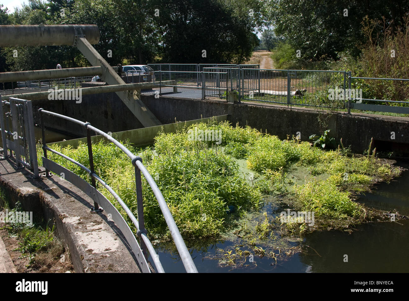 stehendes Wasser Oberfläche Pflanzen Schleuse Stockfoto