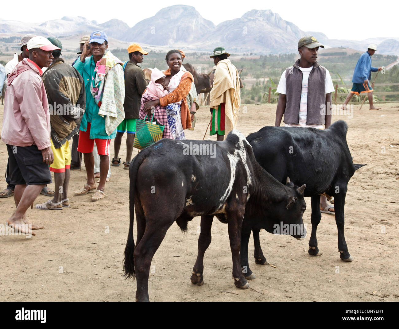 Antemoro Farmers und Zebu Rinder Ochsen auf dem Wochenmarkt Zebu in Ambalavao, Haute Matsiatra; Südost-Madagaskar Stockfoto