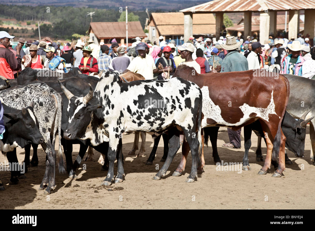 Zebu-Rinder zum Verkauf auf dem belebten Zebu-Wochenmarkt in Ambalavao, Haute Matsiatra, das größte in Madagaskar Stockfoto