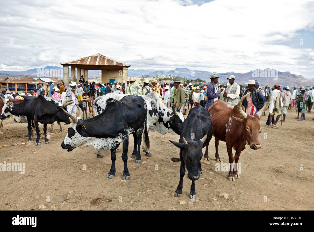 Zebu Rinder Bullen evaluiert und verhandelte über, gekauft und verkauft in Ambalavao Zebu Markt, im süd-östlichen Madagaskars. Stockfoto