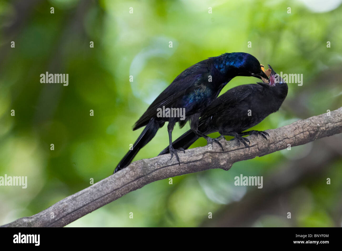 Erwachsene häufig Grackle Fütterung eine Orange Raupe, ein Küken Stockfoto