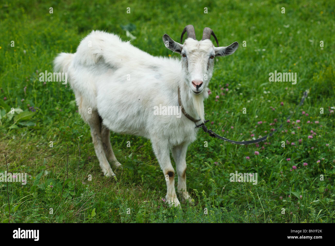Die weiße Ziege gegen einen grünen Rasen sieht in einer Kamera. Stockfoto