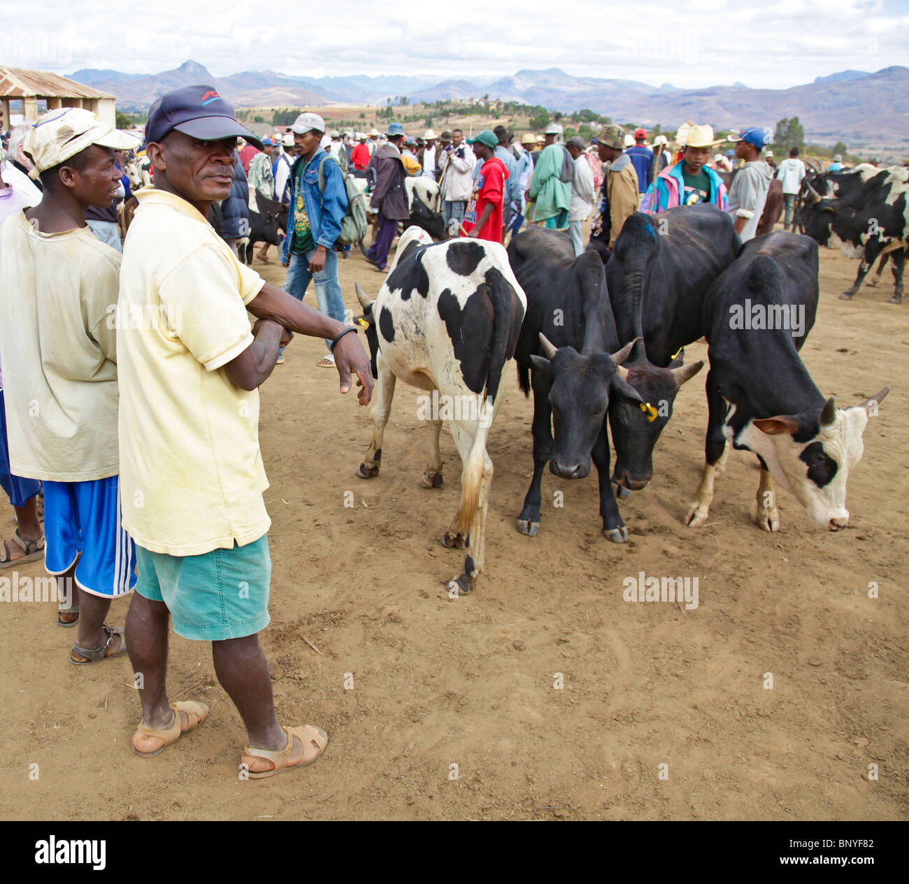 Zebu Rinder Ochsen evaluiert, gekauft und verkauft in Ambalavao Zebu Markt, Haute Matsiatra im süd-östlichen Madagaskars. Stockfoto