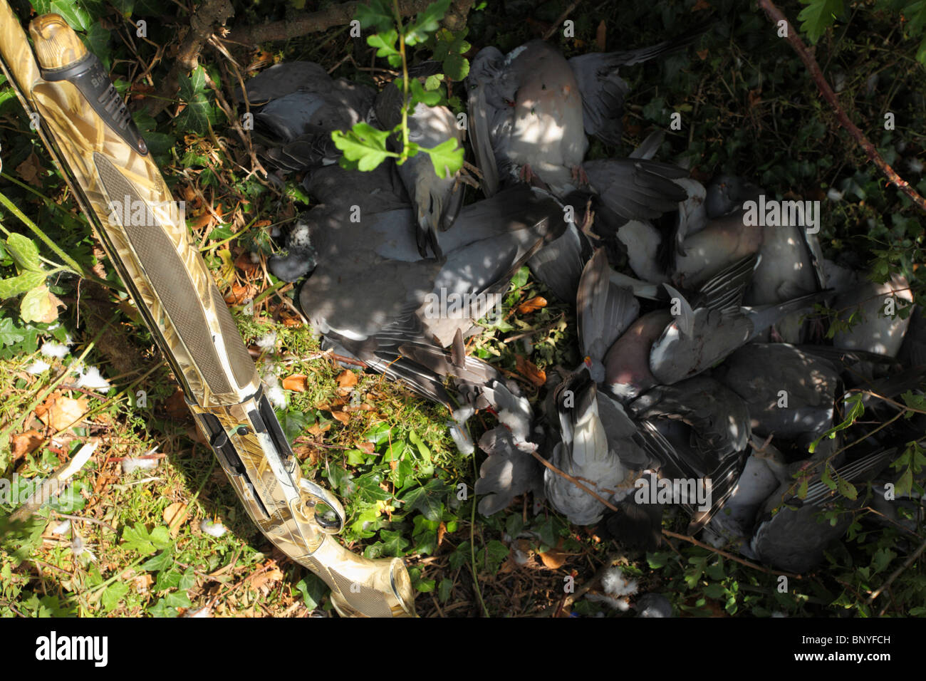 Tote Tauben erschossen frisch mit einer Schrotflinte. Stockfoto