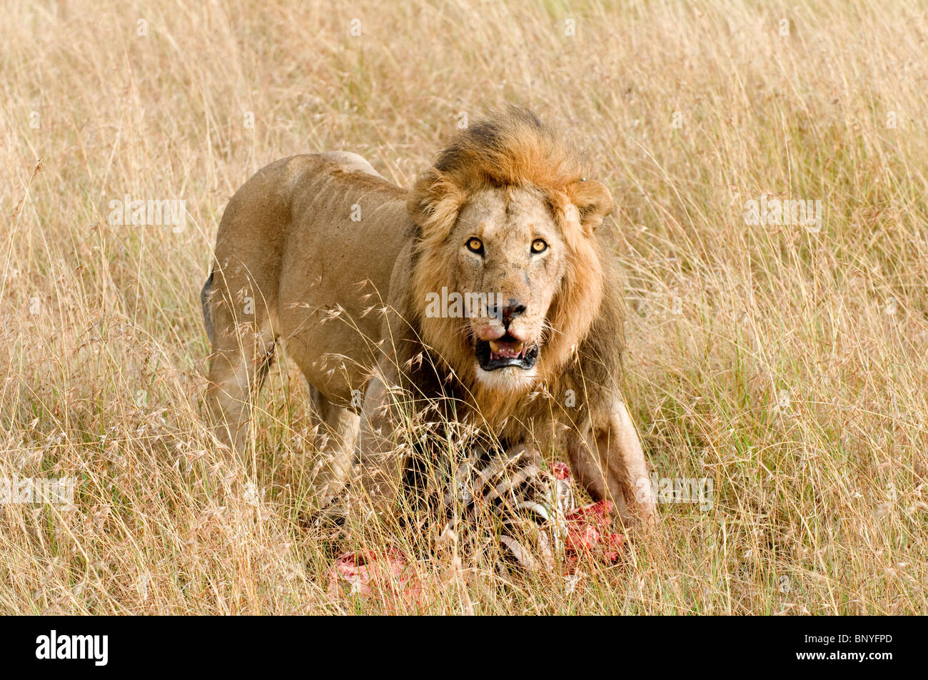 Ein Löwe, ein teilweise gegessen Zebra in einem schattigen Bereich von Konkurrenten ziehen. Stockfoto