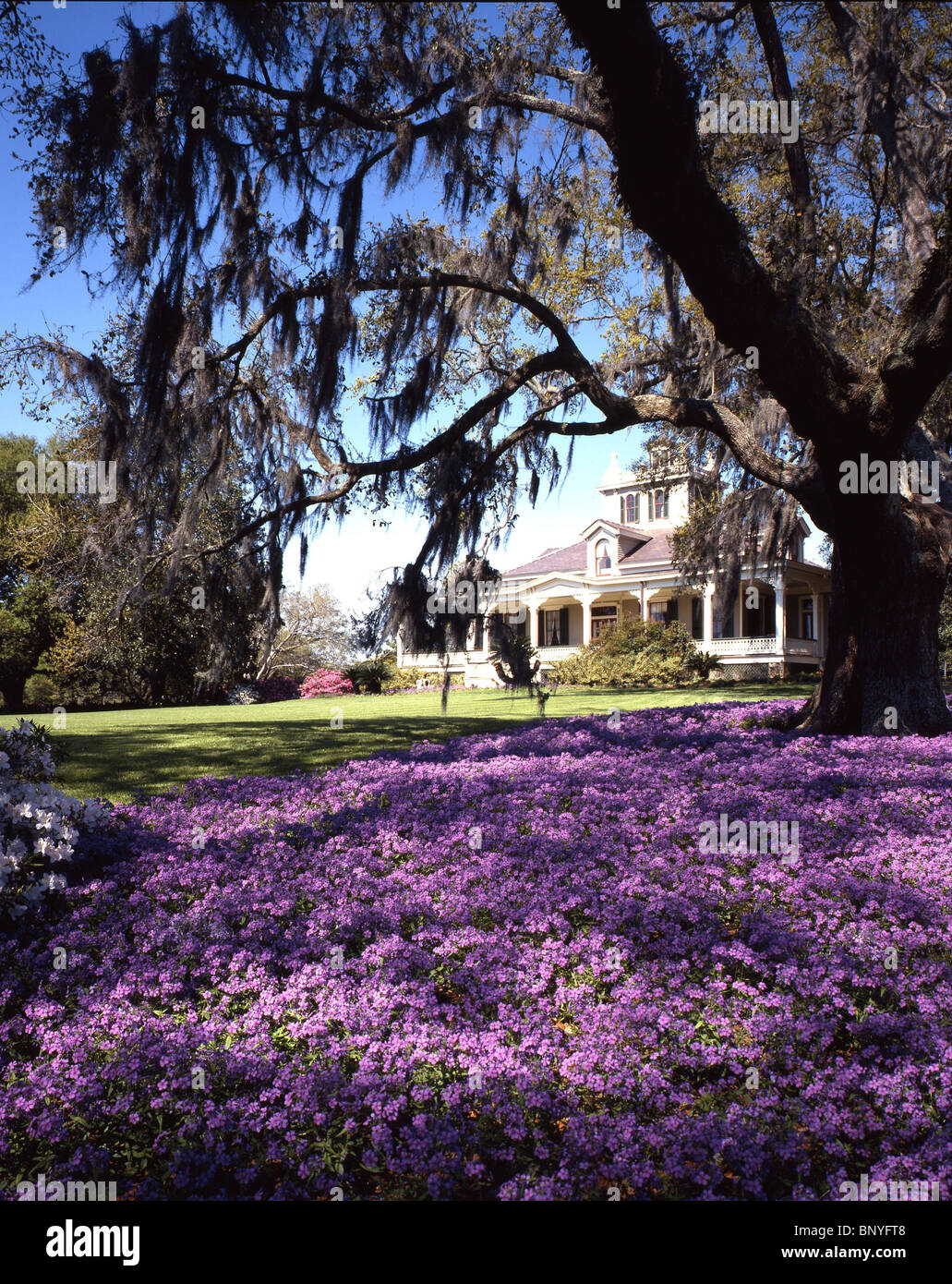 Eichen mit Plantation House, LA Stockfoto