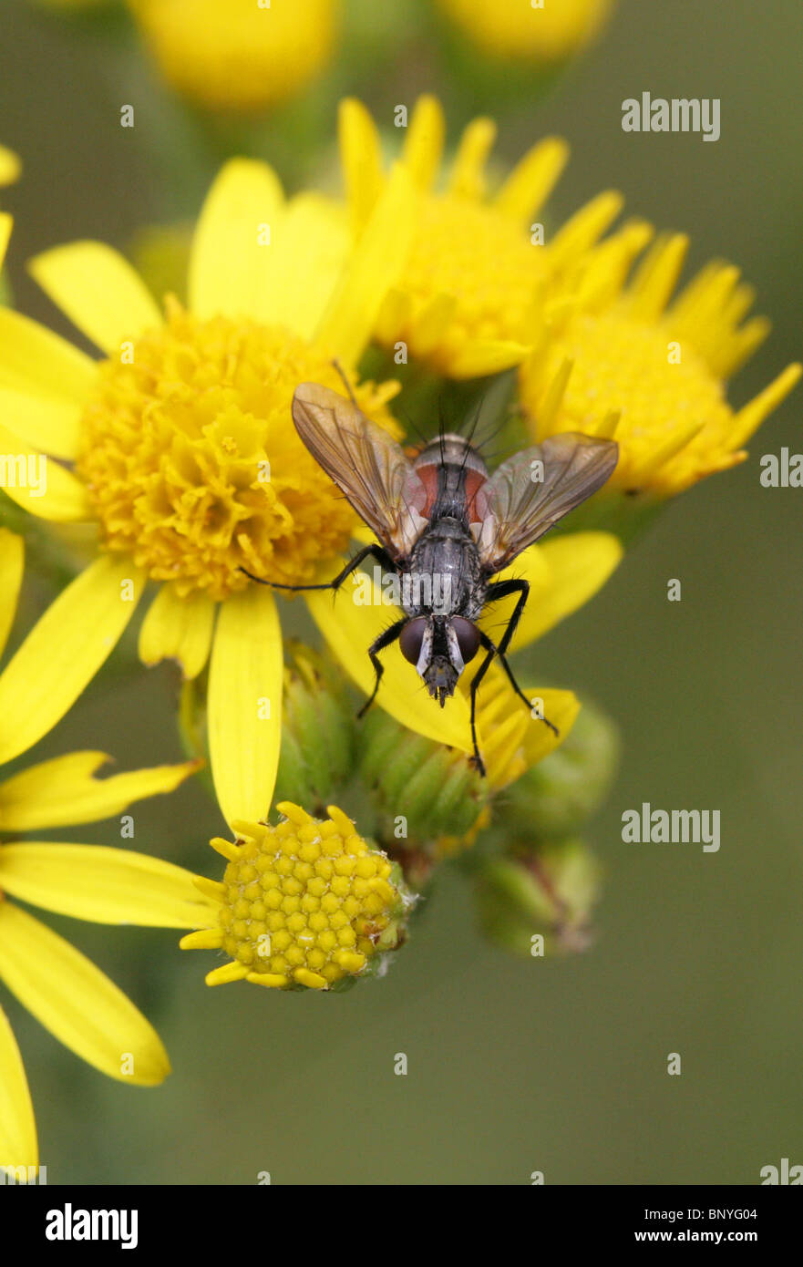 Parasiten, fliegen, Eriothrix Rufomaculata, Tachinidae, Diptera auf Kreuzkraut Stockfoto