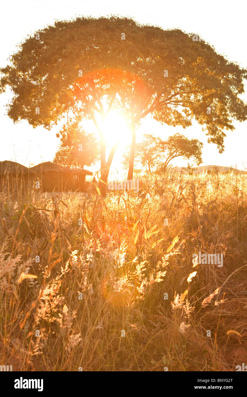 Sonnenuntergang in einer sambischen Gehöft Stockfoto