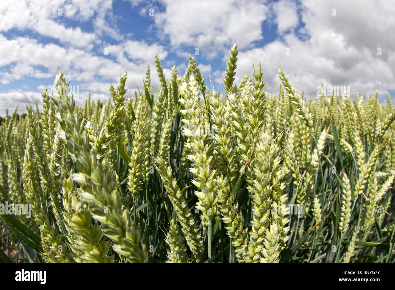 Weizenernte in einem Feld Stockfoto