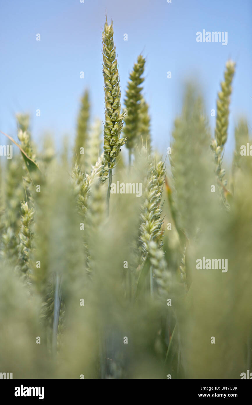 Weizenernte in einem Feld Stockfoto