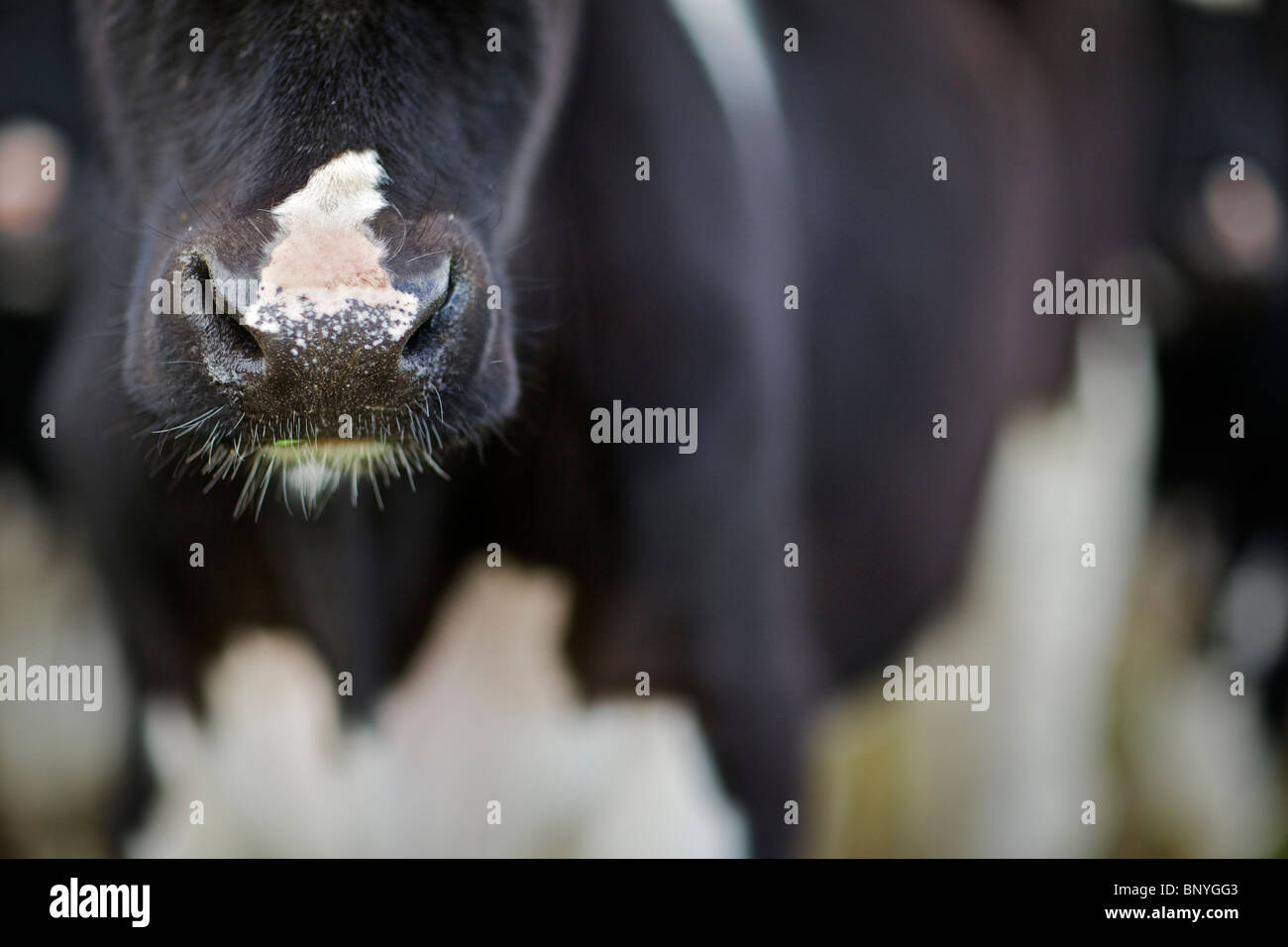 Holstein-Friesian Milchkuh Stockfoto