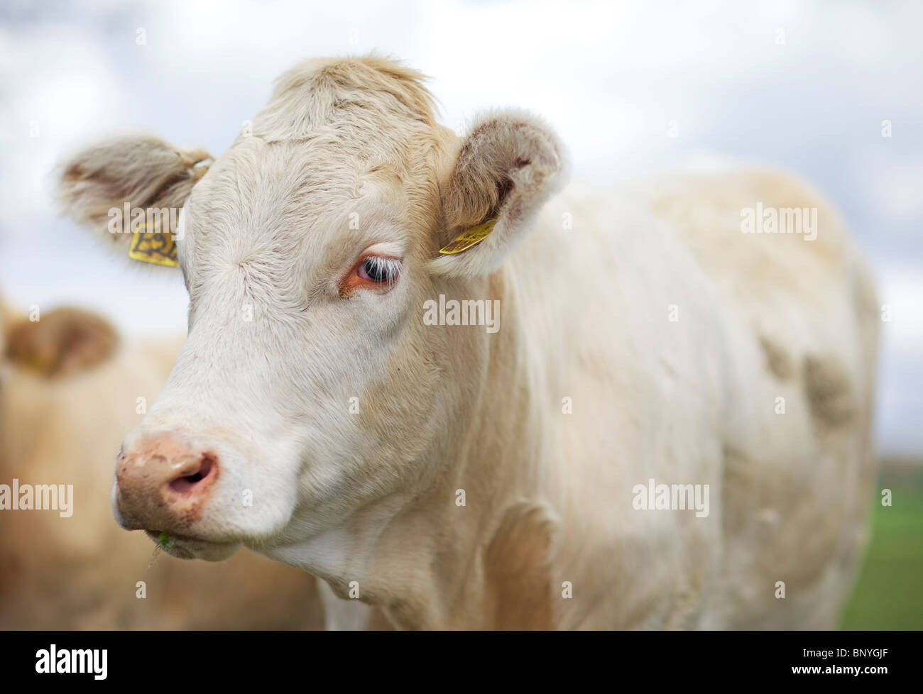 Rinder im Feld Stockfoto