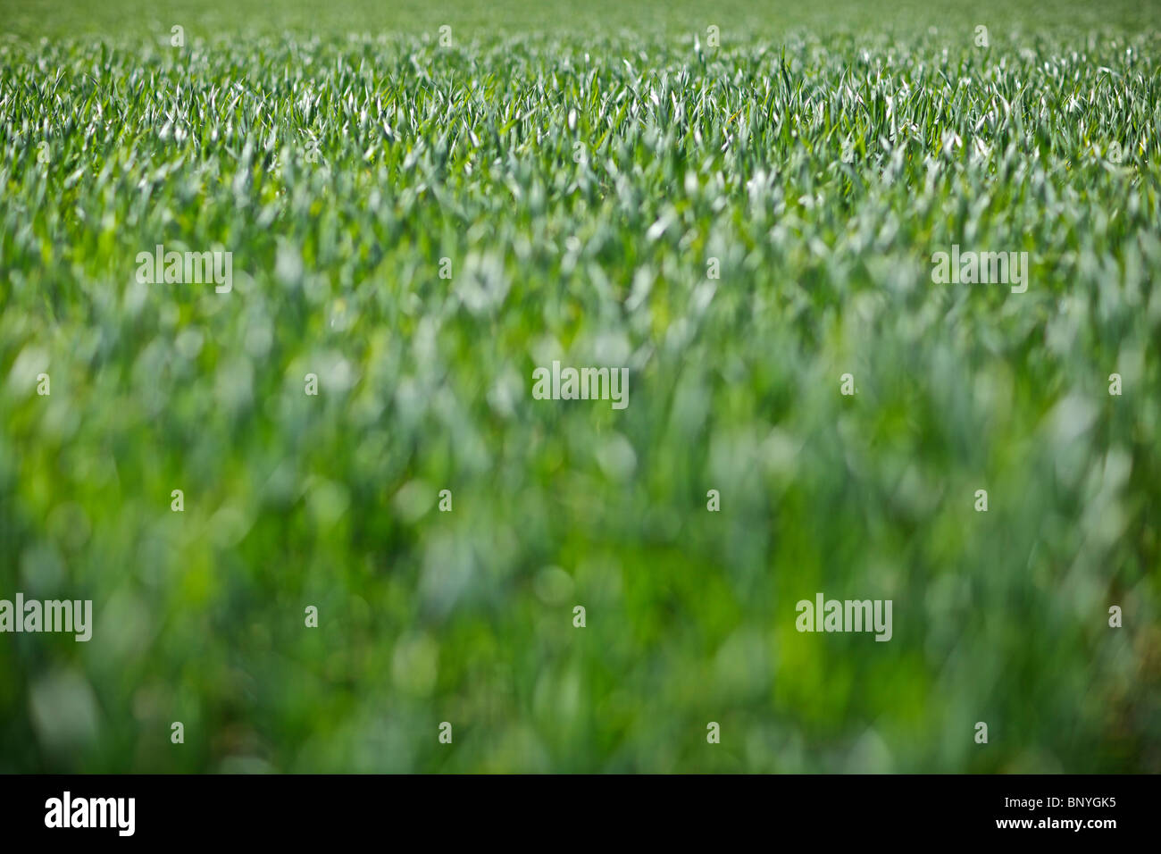 Gerste Ernte im Frühling Stockfoto