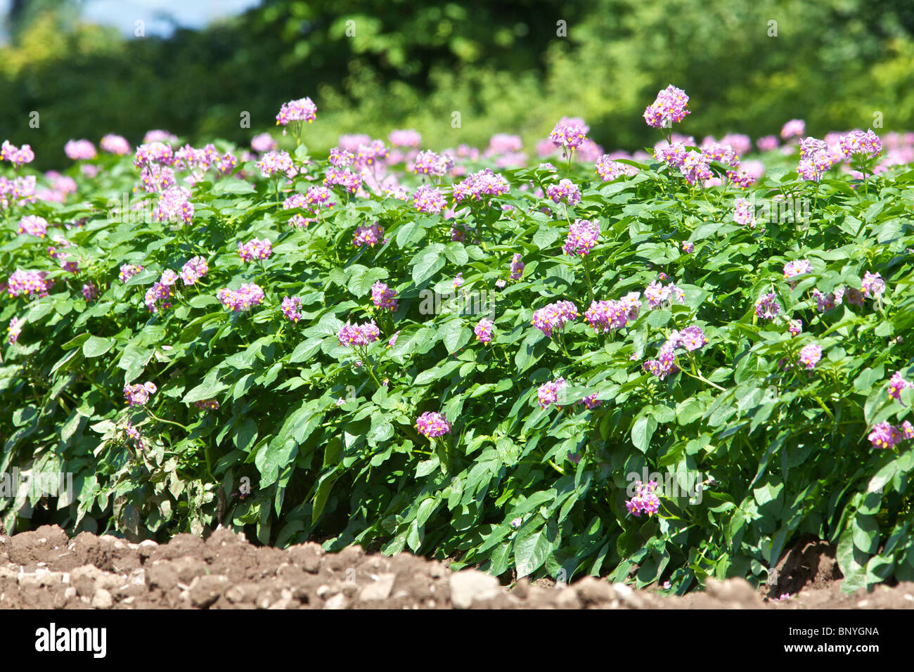 Kartoffeln in einem Feld in Perthshire Blüte Stockfoto